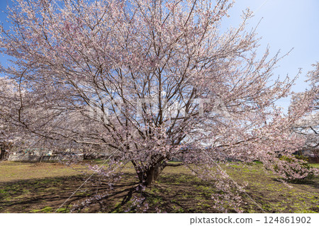 Universe Jindai Sakura Universe Jindai Sakura 124861902