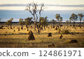 Termite mounds in outback bush landscape in western Australia 124861971