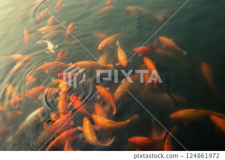 Bright orange and red koi fish swim at the surface of a pong Bright orange and red koi fish swim at the surface of a pong 124861972