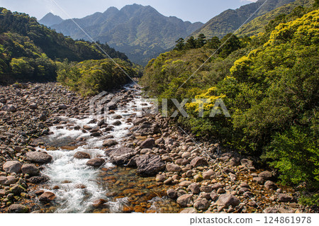 Fresh greenery in Miyanoura River Valley, Yakushima, offshore Alps Fresh greenery in Miyanoura River Valley, Yakushima, offshore Alps 124861978