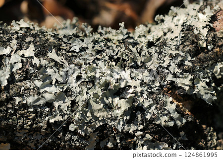 Gray-green Parmelioides lichen thallus densely attached to tree bark (macrophotography in natural environment) 124861995