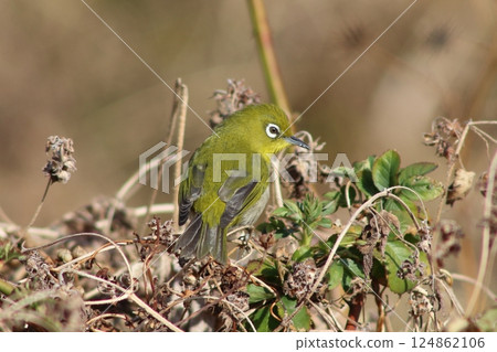 The sound of a white-eye echoing through the dry trees The sound of a white-eye echoing through the dry trees 124862106