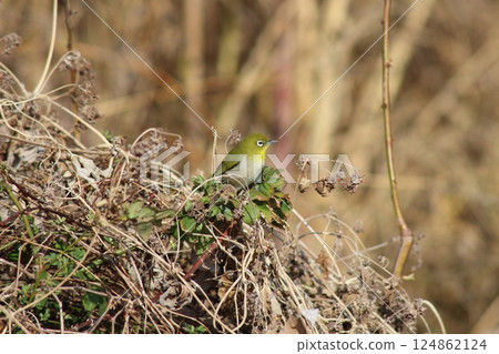 The white-eyed Japanese white bird has a striking round eye. 124862124