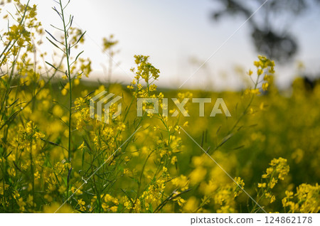 A landscape of a rapeseed flower field shining in the spring sunshine and a tree in the distance A landscape of a rapeseed flower field shining in the spring sunshine and a tree in the distance 124862178