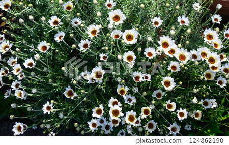 A spring garden with white margarets in full bloom A spring garden with white margarets in full bloom 124862190