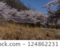 Cherry blossoms and solar panels 124862231
