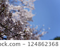 Cherry tree in full bloom  124862368