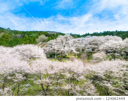 A spring scene of gourd cherry blossoms and cherry blossoms in full bloom | Niyodogawa Town, Kochi Prefecture 124862449