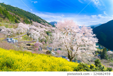 A spring scene of gourd cherry blossoms and cherry blossoms in full bloom | Niyodogawa Town, Kochi Prefecture 124862459