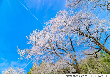 葫蘆櫻花與盛開的櫻花的春日景象 |高知縣仁淀川町 葫蘆櫻花與盛開的櫻花的春日景象 |高知縣仁淀川町 124862461