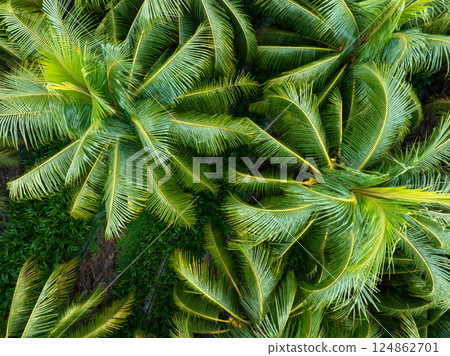 Top view of coconut trees field in the sunrise 124862701