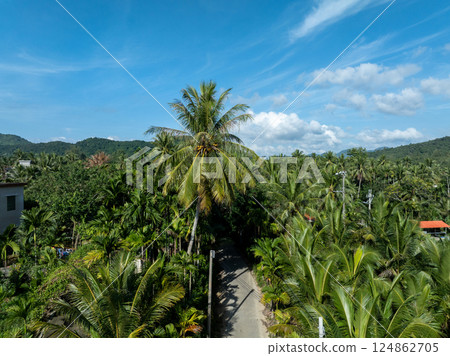 Rural secene with palm trees in hainan island,China Rural secene with palm trees in hainan island,China 124862705