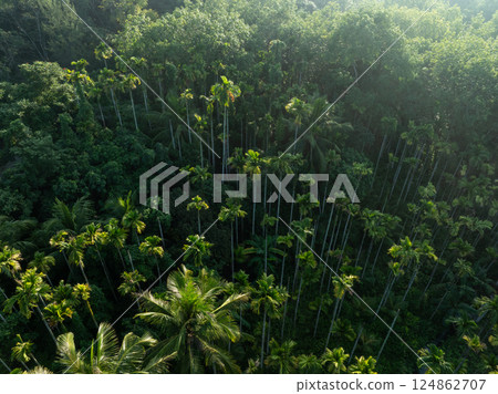 Palm trees in tropical forest 124862707