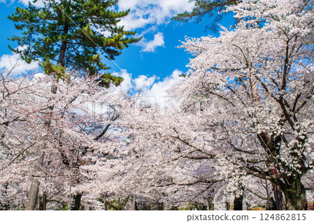 Saitama Prefecture, Saitama City, Omiya Park, Cherry blossoms in full bloom 124862815