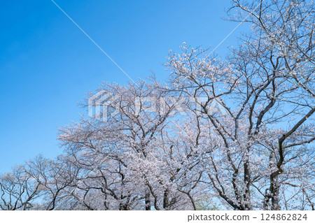 Blue sky and cherry blossoms in full bloom 124862824