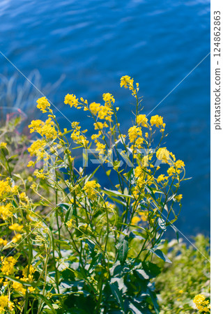Scenery of rape blossoms blooming along the Tama River and the river surface (Komae, Noborito, Chofu area) 124862863