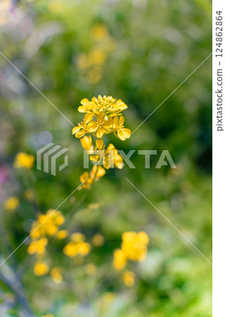 Scenery of rape blossoms blooming along the Tama River and the river surface (Komae, Noborito, Chofu area) 124862864