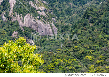 Fresh green leaves and steep mountains on Yakushima, a World Natural Heritage site 124862877