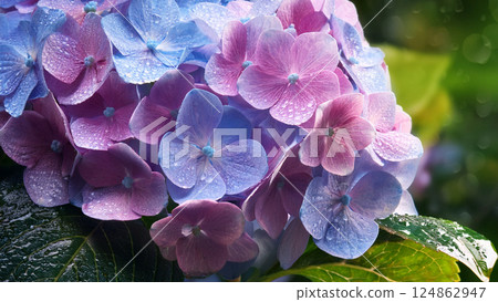 Image of rain-soaked hydrangeas and the rainy season 124862947