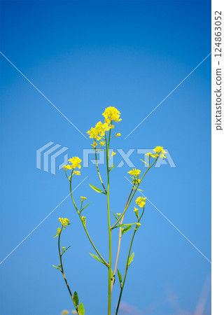 A spring artistic landscape with impressive clouds, blue skies and blooming rape blossoms 124863052