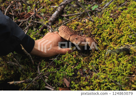 Picking wild sarcodon imbricatus, edible mushroom in forest of China 124863079