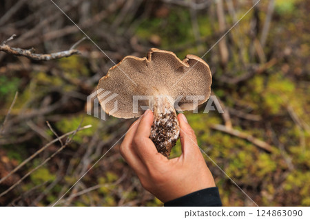 Picking wild sarcodon imbricatus, edible mushroom in forest of China Picking wild sarcodon imbricatus, edible mushroom in forest of China 124863090