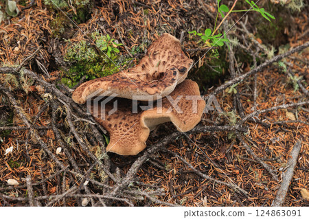 Wild sarcodon imbricatus,edible mushroom in forest of China Wild sarcodon imbricatus,edible mushroom in forest of China 124863091
