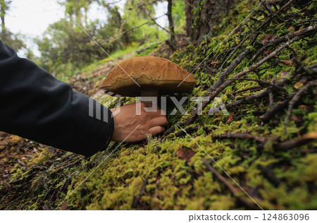 Picking porcini mushroom edible in forest of China 124863096