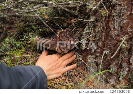 People picking mushrooms, wild sarcodon imbricatus,edible mushroom in forest of China People picking mushrooms, wild sarcodon imbricatus,edible mushroom in forest of China 124863098