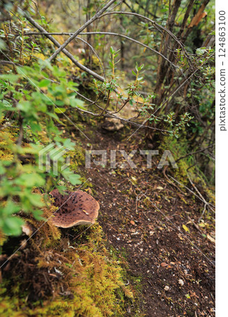 Wild sarcodon imbricatus,edible mushroom in forest of China 124863100