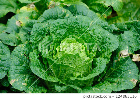 Chinese cabbage crops growing at field Chinese cabbage crops growing at field 124863116