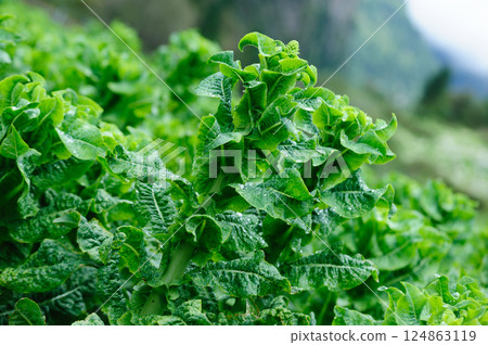 Green stem lettuce crops in garden 124863119