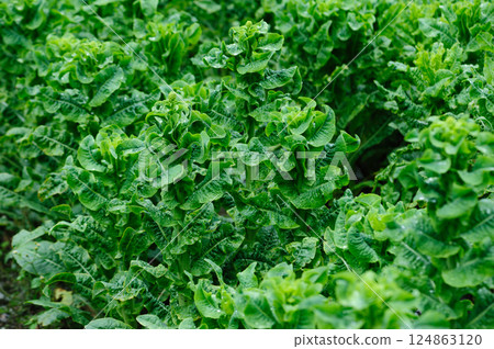 Green stem lettuce crops in garden 124863120