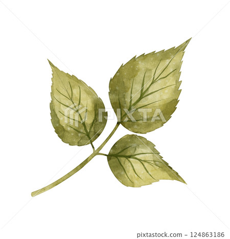 Raspberry leaf, watercolor illustration 124863186