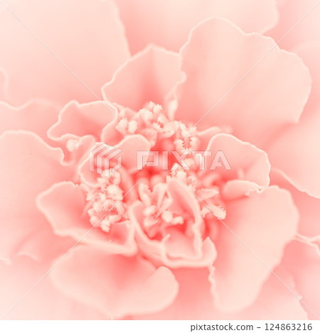 Close up beautiful pink flower petals. Floral background. High quality photo Close up beautiful pink flower petals. Floral background. High quality photo 124863216