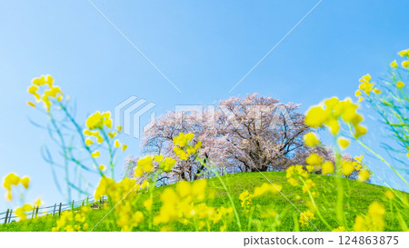 Marugameyama古墳（Sakitama Mound Tomb Park）的櫻花 124863875
