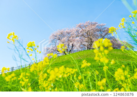 Cherry blossoms of the Marugameyama ancient burial mound (Sakitama Mound Tomb Park) 124863876