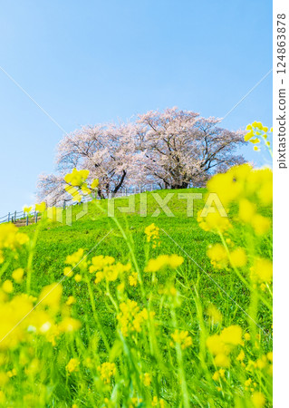 Marugameyama古墳(Sakitama Mound Tomb Park)的櫻花 Marugameyama古墳(Sakitama Mound Tomb Park)的櫻花 124863878
