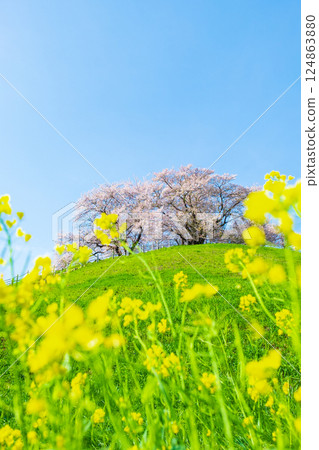Cherry blossoms of the Marugameyama ancient burial mound (Sakitama Mound Tomb Park) 124863880