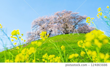 Cherry blossoms of the Marugameyama ancient burial mound (Sakitama Mound Tomb Park) 124863886