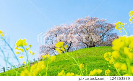 Marugameyama古墳(Sakitama Mound Tomb Park)的櫻花 Marugameyama古墳(Sakitama Mound Tomb Park)的櫻花 124863889