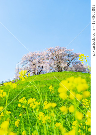 Marugameyama古墳（Sakitama Mound Tomb Park）的櫻花 124863892