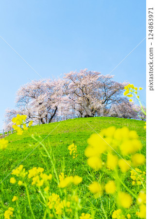 Cherry blossoms of the Marugameyama ancient burial mound (Sakitama Mound Tomb Park) 124863971