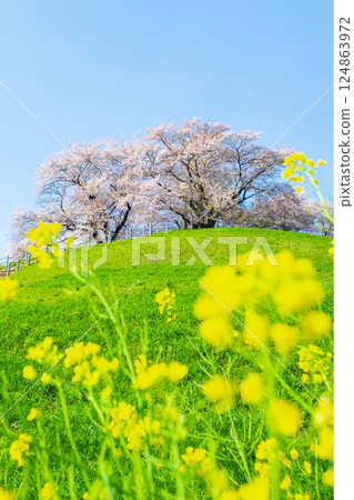Cherry blossoms of the Marugameyama ancient burial mound (Sakitama Mound Tomb Park) 124863972