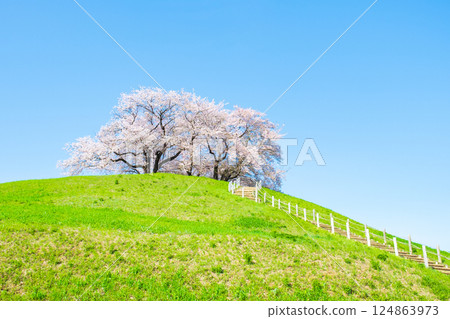 Cherry blossoms of the Marugameyama ancient burial mound (Sakitama Mound Tomb Park) 124863973
