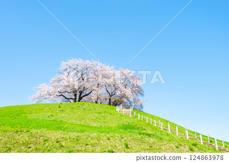 Cherry blossoms of the Marugameyama ancient burial mound (Sakitama Mound Tomb Park) 124863978