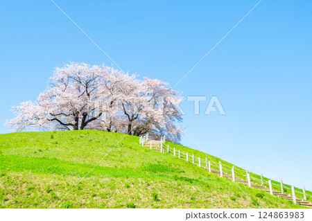 Cherry blossoms of the Marugameyama ancient burial mound (Sakitama Mound Tomb Park) 124863983