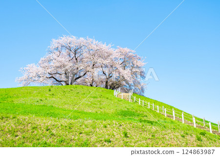 Cherry blossoms of the Marugameyama ancient burial mound (Sakitama Mound Tomb Park) 124863987