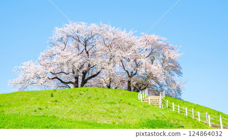 Cherry blossoms of the Marugameyama ancient burial mound (Sakitama Mound Tomb Park) Cherry blossoms of the Marugameyama ancient burial mound (Sakitama Mound Tomb Park) 124864032