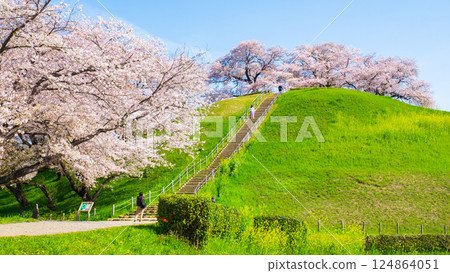 Cherry blossoms of the Marugameyama ancient burial mound (Sakitama Mound Tomb Park) 124864051